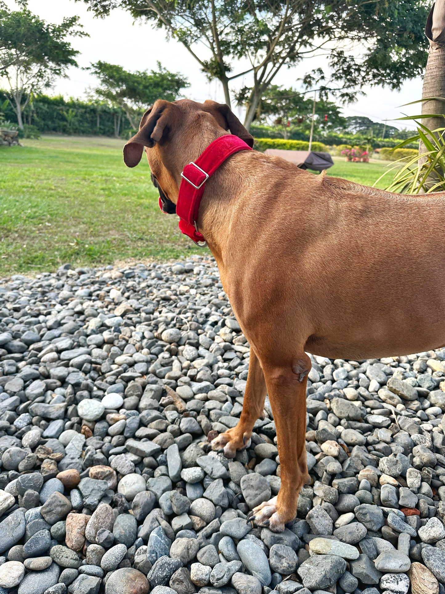 Collar velvet rojo